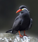 Inca Tern-(Larosterna-inca)