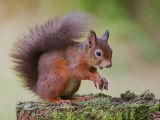 Inhabitant of Brownsea