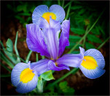 Iris