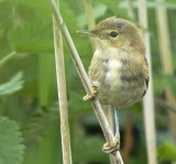 Juvenile Reed Warbler