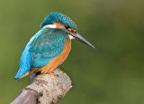 King at Rest