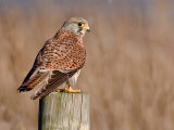 Kestrel