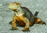 Land Iguana Colin English