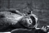 Lulu