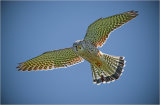 Male Kestrel