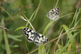 Marbled Whites