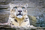 Marwell Snow Leopard