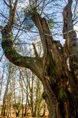 Mistletoe & Oak
