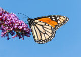 Monarch Butterfly