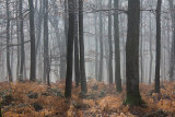 Morning mist