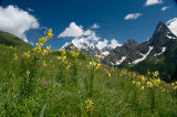 Mountain Lilies