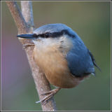 New Forest Nuthatch