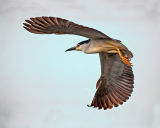 Night Heron