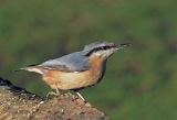 Nuthatch