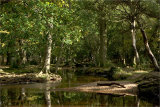 Ober Water New Forest