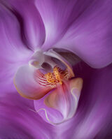 Orchid