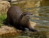 Otter