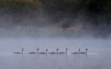 Paddling in the mist
