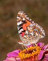 Painted Lady Feeding