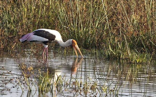 Painted Stork Feeding
