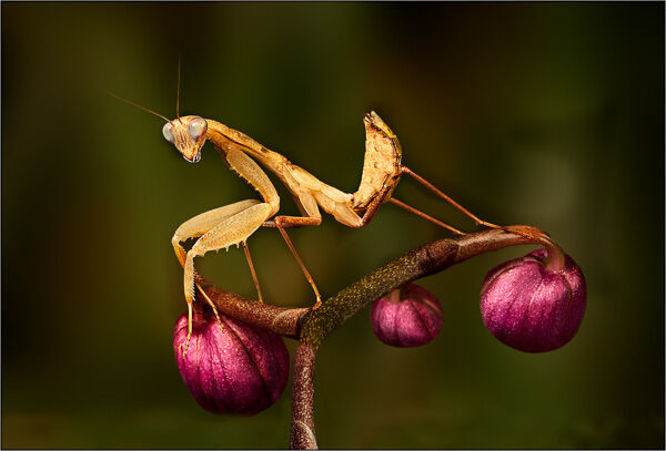 Preying Mantis
