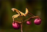 Preying Mantis