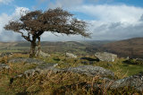 Quintessentially Dartmoor