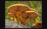 Raindrops on Fungi