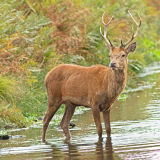 Red Stag Wading