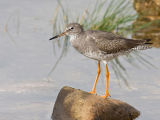 Redshank