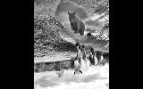 Reflections In Grey