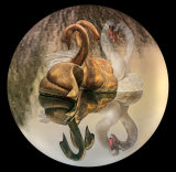Reflective Swans