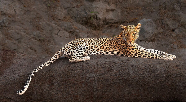 Relaxed but Watchful
