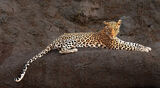Relaxed but Watchful
