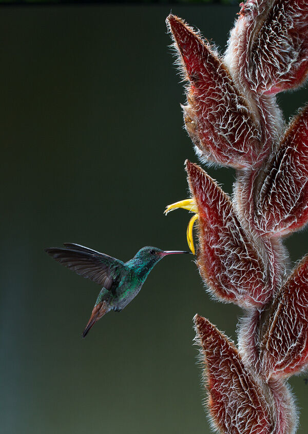 Rufous-tailed Hummingbird