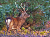 Sika Stag In Early Morning Light