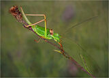 Saddle Backed Bush Cricket
