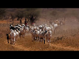Samburu Goat Herders