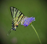 Scarce Swallowtail