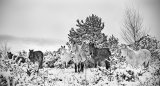 Sheltering from the snow