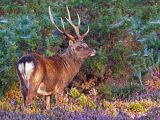 Sika stag in early morning light