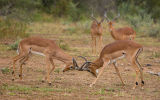 Spectator Sport