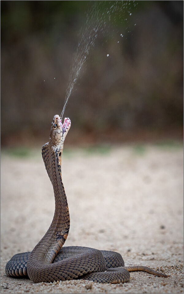 Spitting Cobra