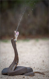 Spitting Cobra