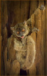 Sportive Lemur