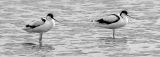Spot the Avocets- A Predators Eye View