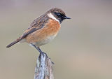 Stonechat