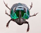 Study of a Green Horned Dung Beetle