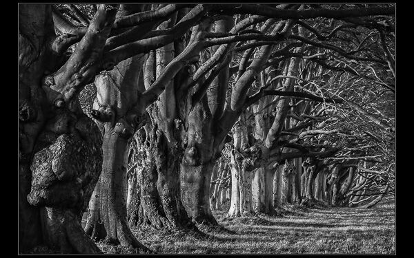 The Ancients
