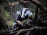The Badger Sett